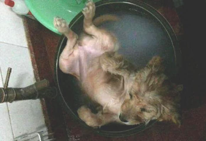 애니멀플래닛