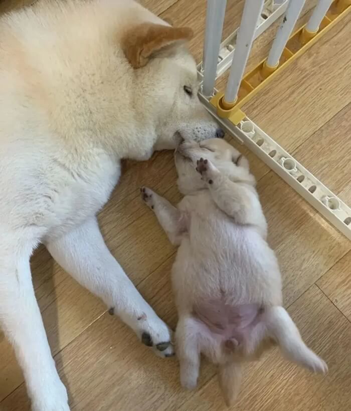 애니멀플래닛
