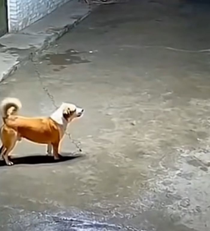 애니멀플래닛