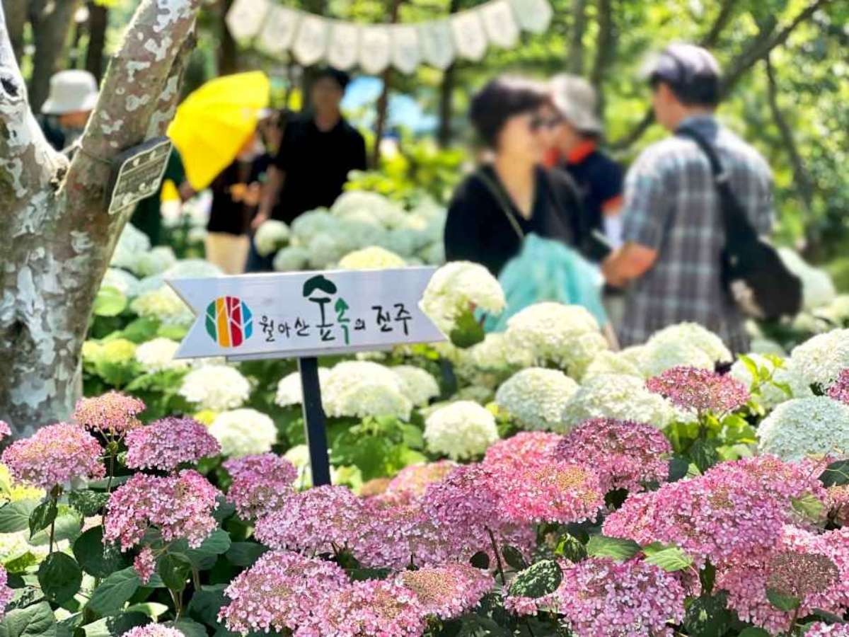 월아산 수국 수국 페스티벌 / 사진=한국관광콘텐츠랩