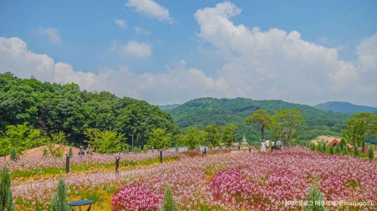 용인 자작나무숲 / 사진=한국관광콘텐츠랩