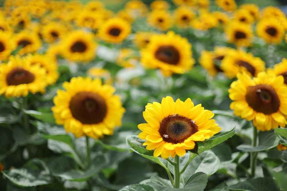 2026 강주해바라기 축제 / 사진=한국관광콘텐츠랩