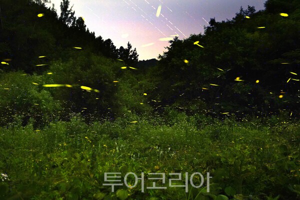 사진 / 무주 반딧불이 서식지의 모습_투어코리아 유지훈 기자