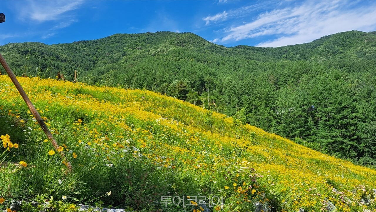 금계국으로 물든 거창 산림레포츠파크 /사진-거창군