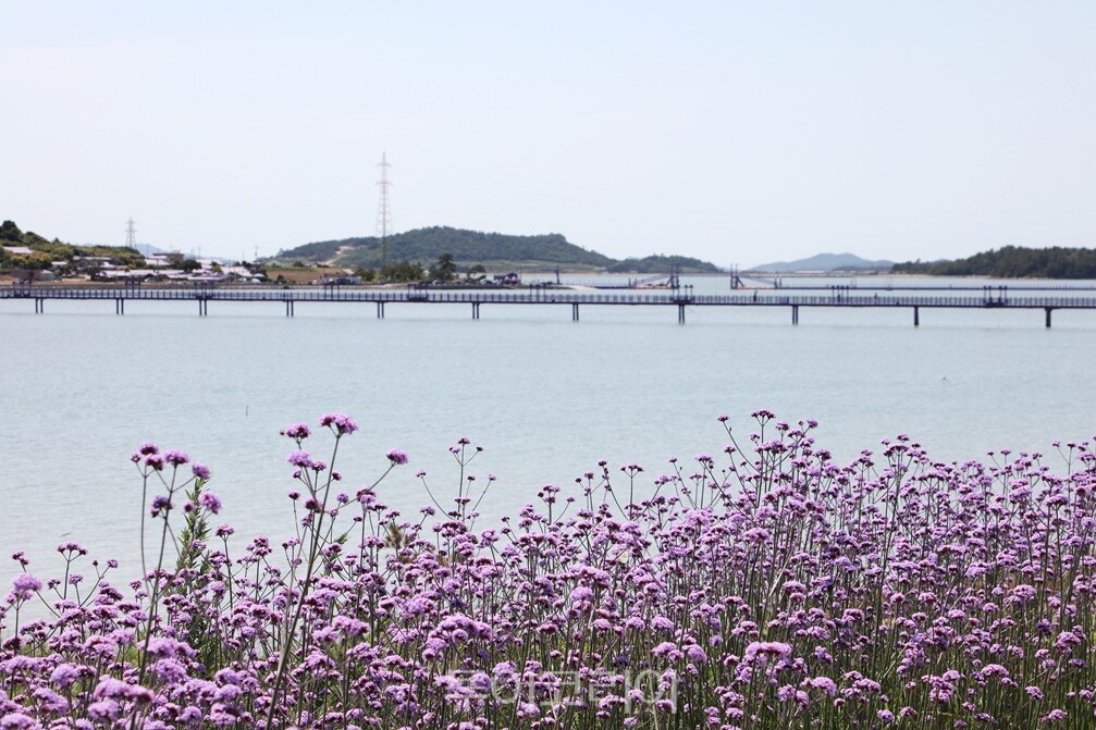 버들마편초 / 사진-신안군