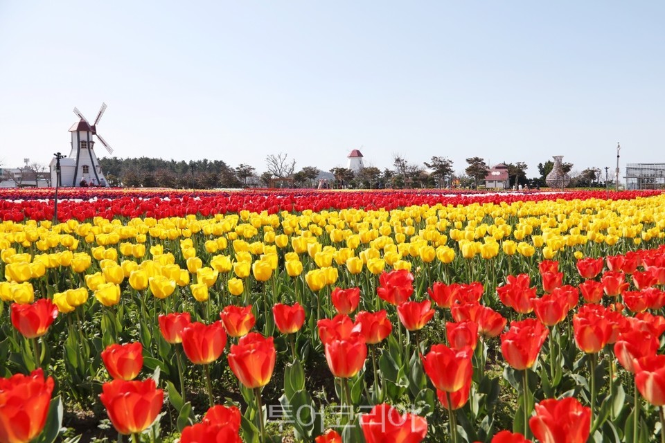 신안 대광해변 튤립공원