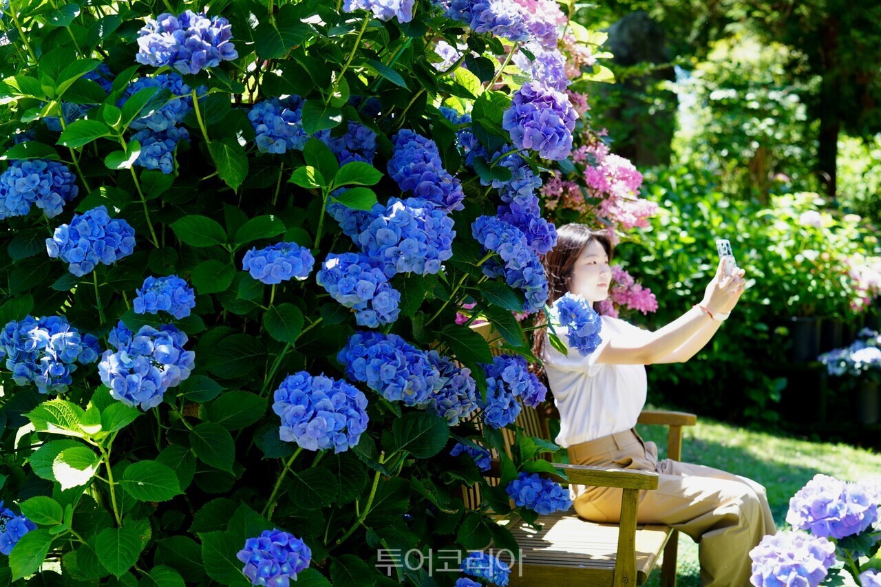 해남 포레스트수목원 수국축제 / 사진-해남군