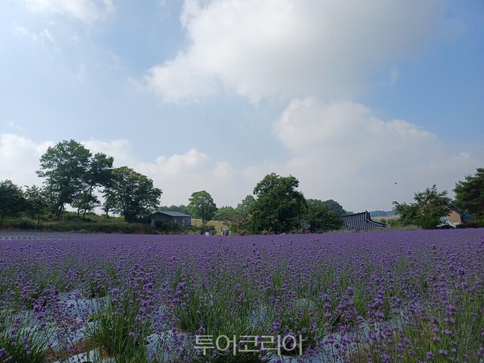 고창 청농원 라벤더/청농원 제공  ⓒ투어코리아