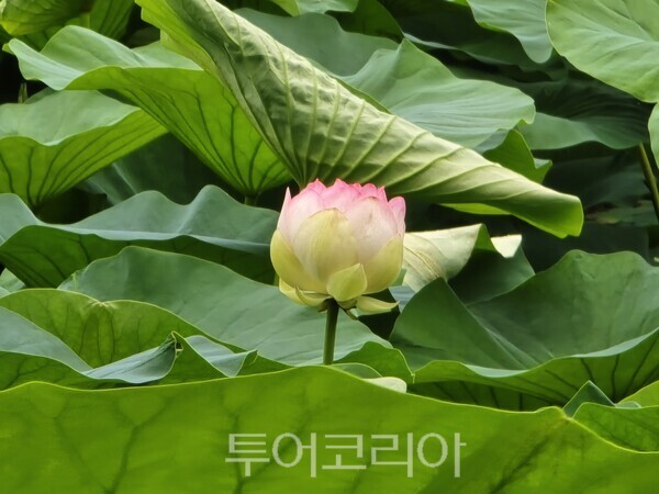 당진 골정지 연꽃. /사진-당진시