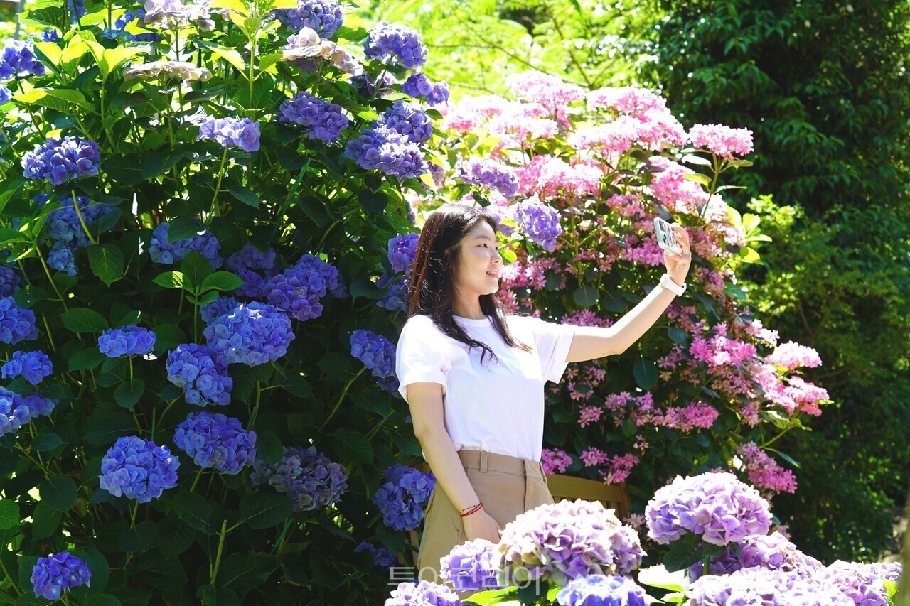 해남 포레스트수목원 수국축제 / 사진-해남군