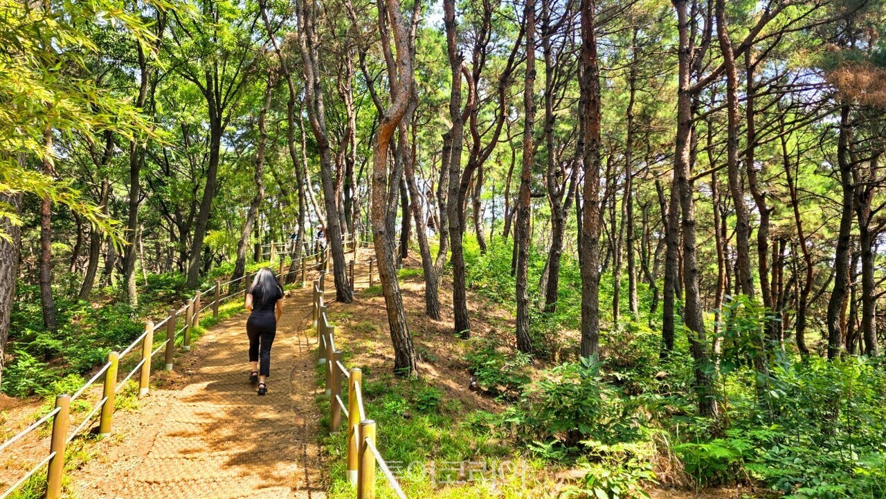청남대 울창한 숲길