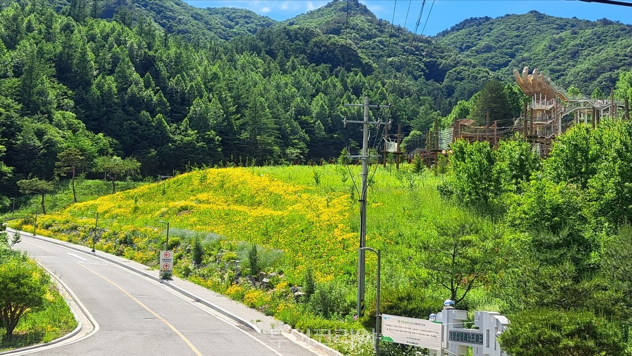금계국으로 물든 거창 산림레포츠파크 /사진-거창군