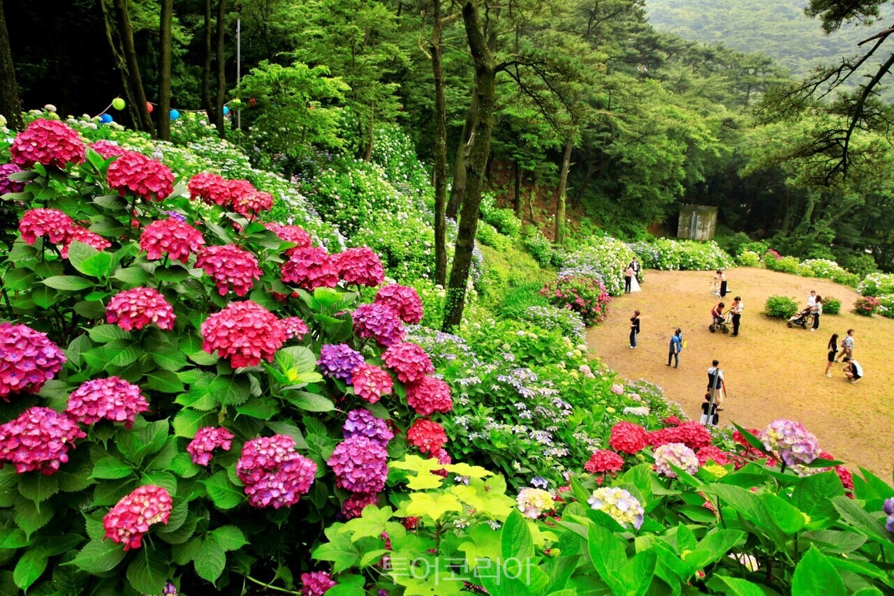 부산 태종대유원지 /사진-산림청