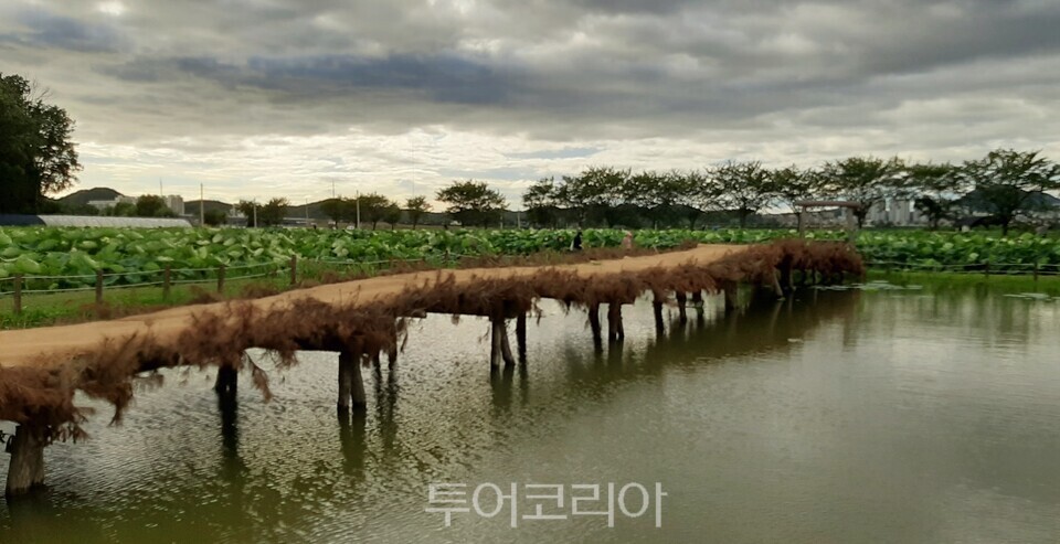 시흥연꽃 테마파크 /ⓒ투어코리아