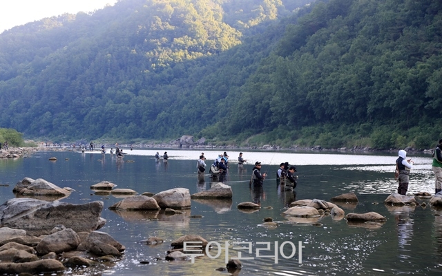 산청 경호강 전국 쏘가리 낚시 대회 모습/사진=산청군 제공