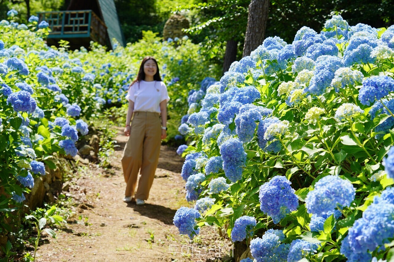 해남 포레스트수목원 수국축제 / 사진-해남군