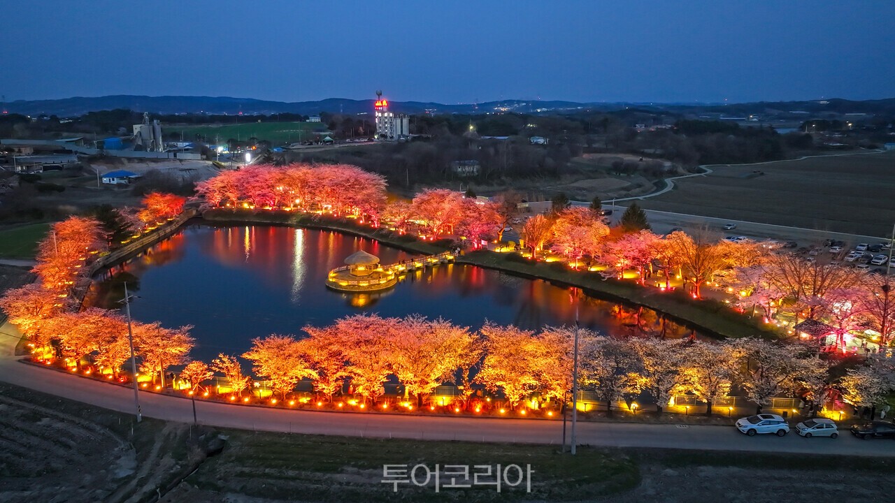 봄 벚꽃  핀 골정지 전경(야경) / 사진-당진시