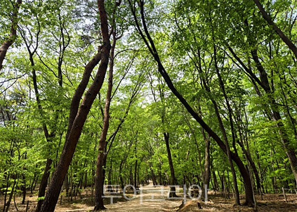 사진 / 구리 동구릉 숲길_궁능유적본부 제공