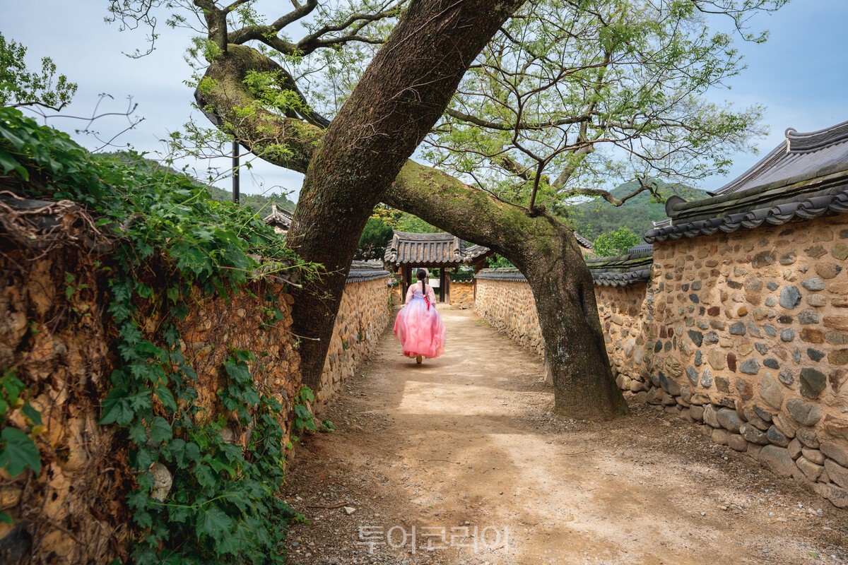 남사예담촌의 부부 회화나무 / 사진-산청군
