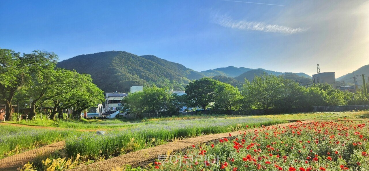 충주 수안보 왕의정원에 붉은 양귀비꽃 풍경 수레국화 풍경 /사진-충주시