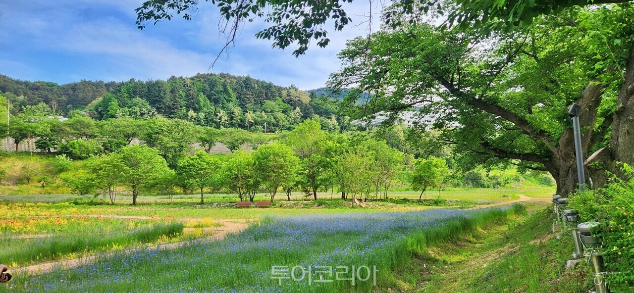 충주 수안보 왕의정원에 붉은 양귀비꽃 풍경 수레국화 풍경 /사진-충주시