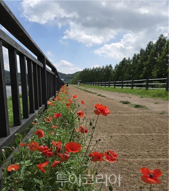 호숫가둘레길 양귀비 꽃길/사진=서울시