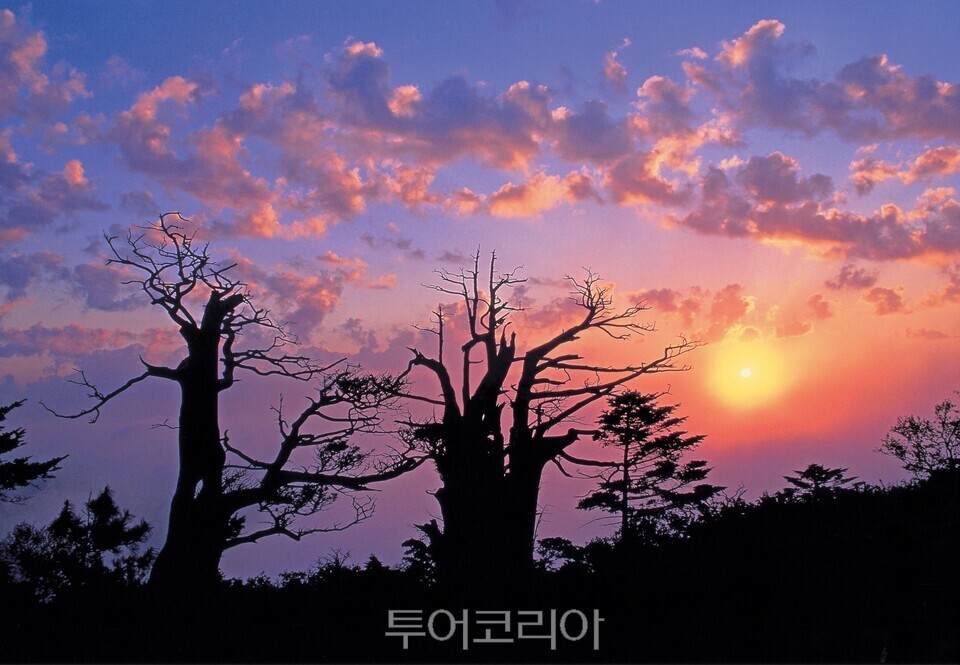 태백산 일출/사진=태백시