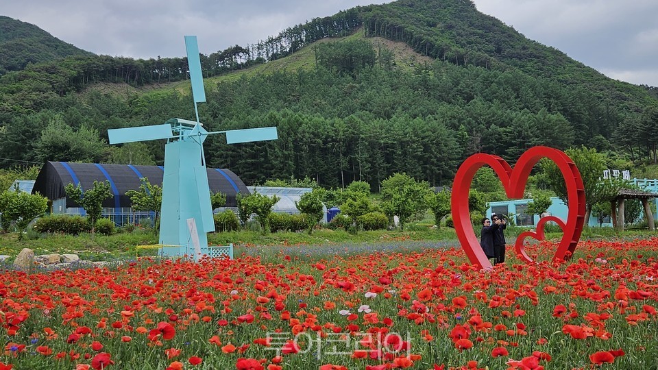 용수골 꽃양귀비 축제 / 사진-원주시