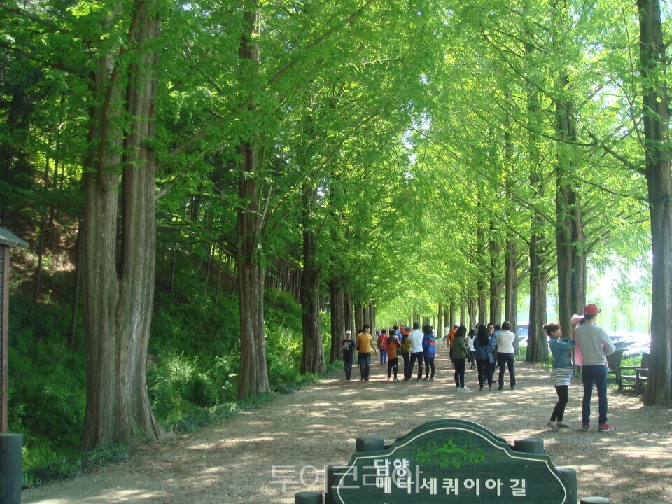 메타세쿼이아 길/ ⓒ투어코리아