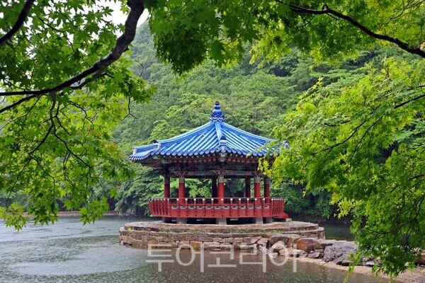정읍 내장산, 촉촉한 녹색 물결 가득 /사진=정읍시