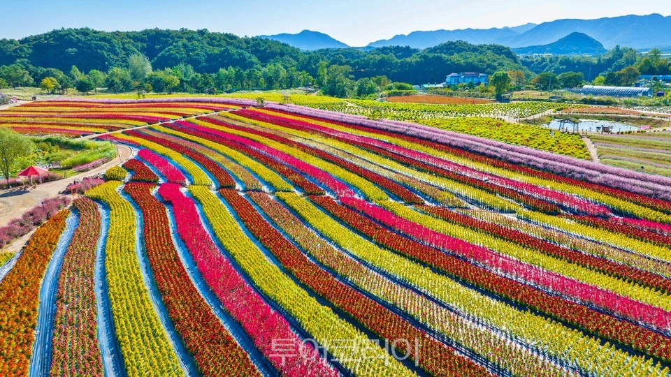 철원 고석정꽃밭