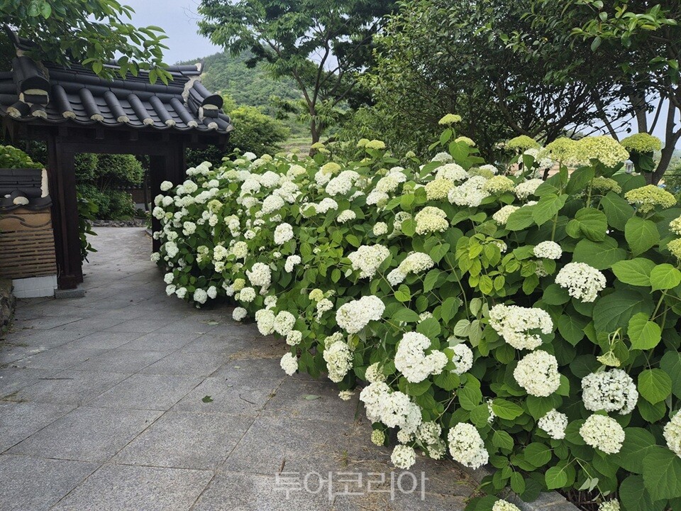 도초도활짝핀 수국/사진=신안군