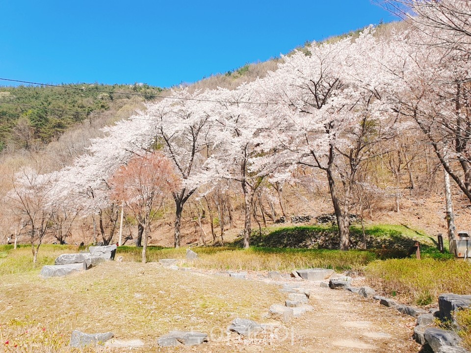 만수산자연휴양림 벚꽃 봄 풍경/ 사진-부여군