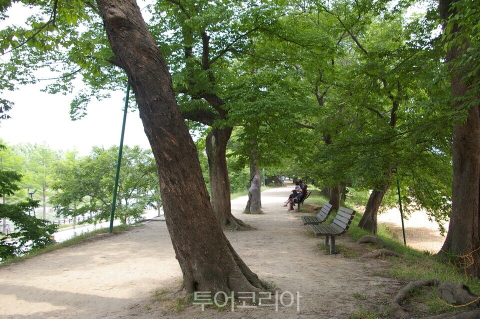 관방제림/ ⓒ투어코리아