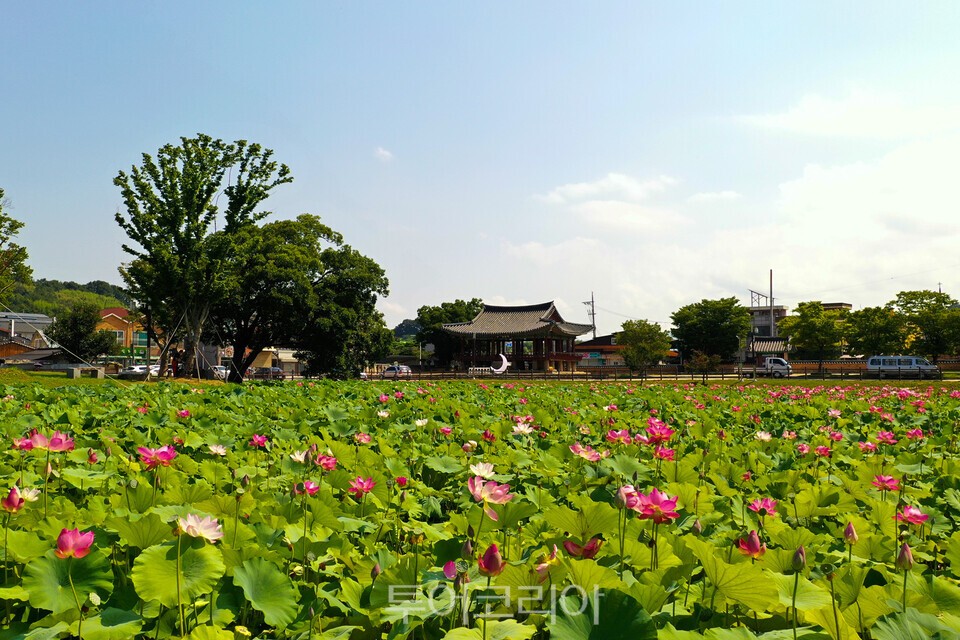 피향정 연꽃/사진=정읍시