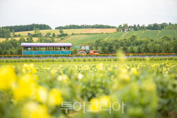홋카이도 비에이시의 시키사이노오카(사계의 언덕) /사진-하나투어