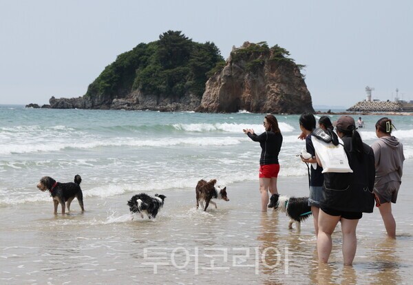 댕댕한바퀴 반려동물 해변 운동회 / 사진-태안군