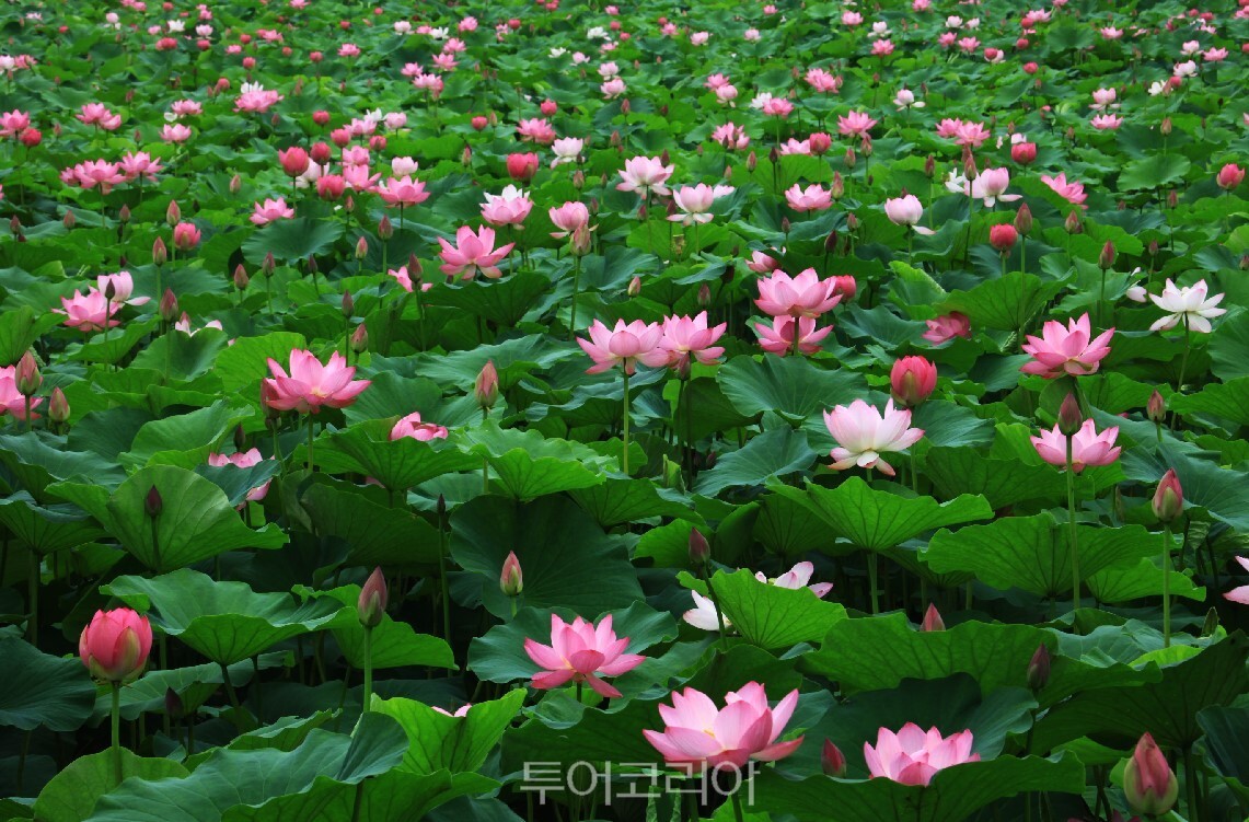 세미원 연꽃풍경 / 사진-양평군