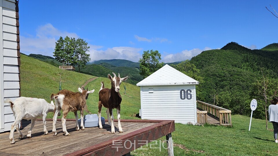 몽토랑산양목장 ⓒ투어코리아