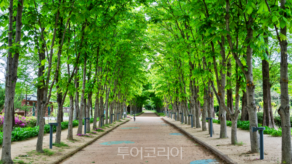 경주 천년숲정원 산책로/사진=경북문화관광공사