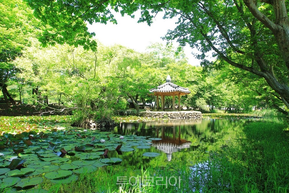 고성 장산숲/사진-경상남도