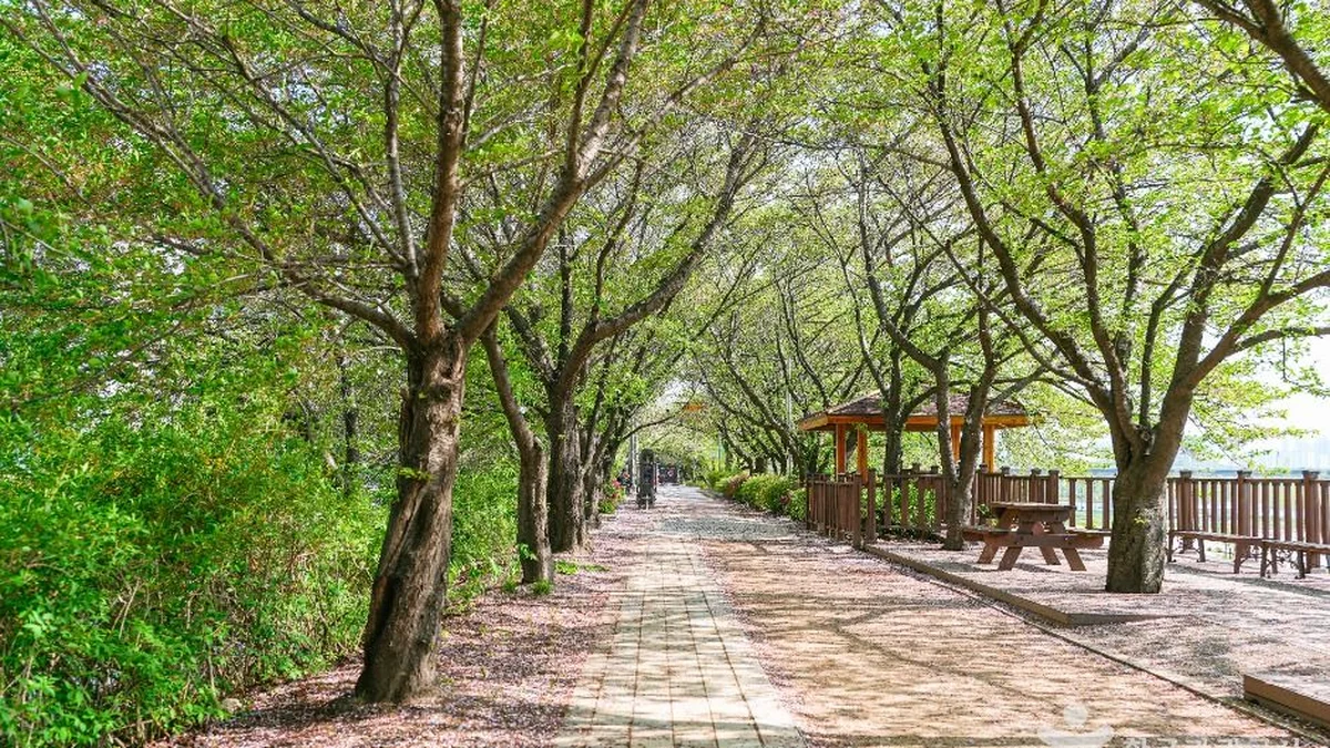 안양천제방벚꽃길