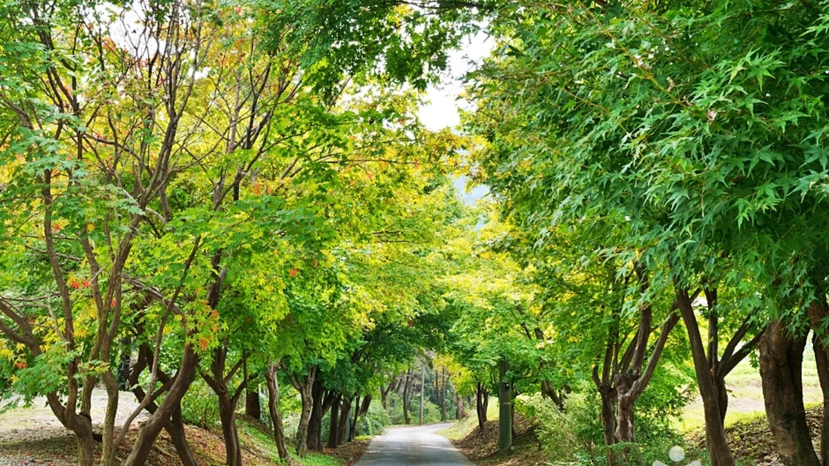 보타사(증평)