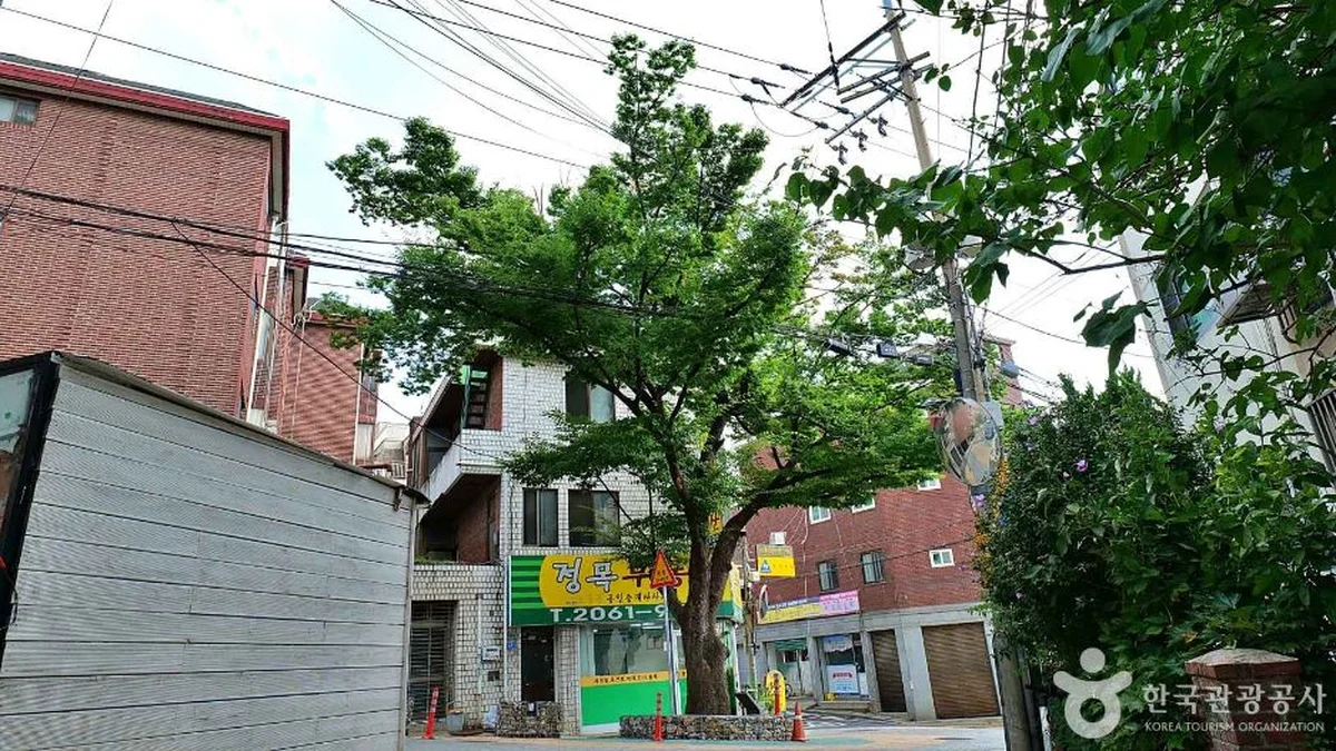 150년 수령 느티나무
