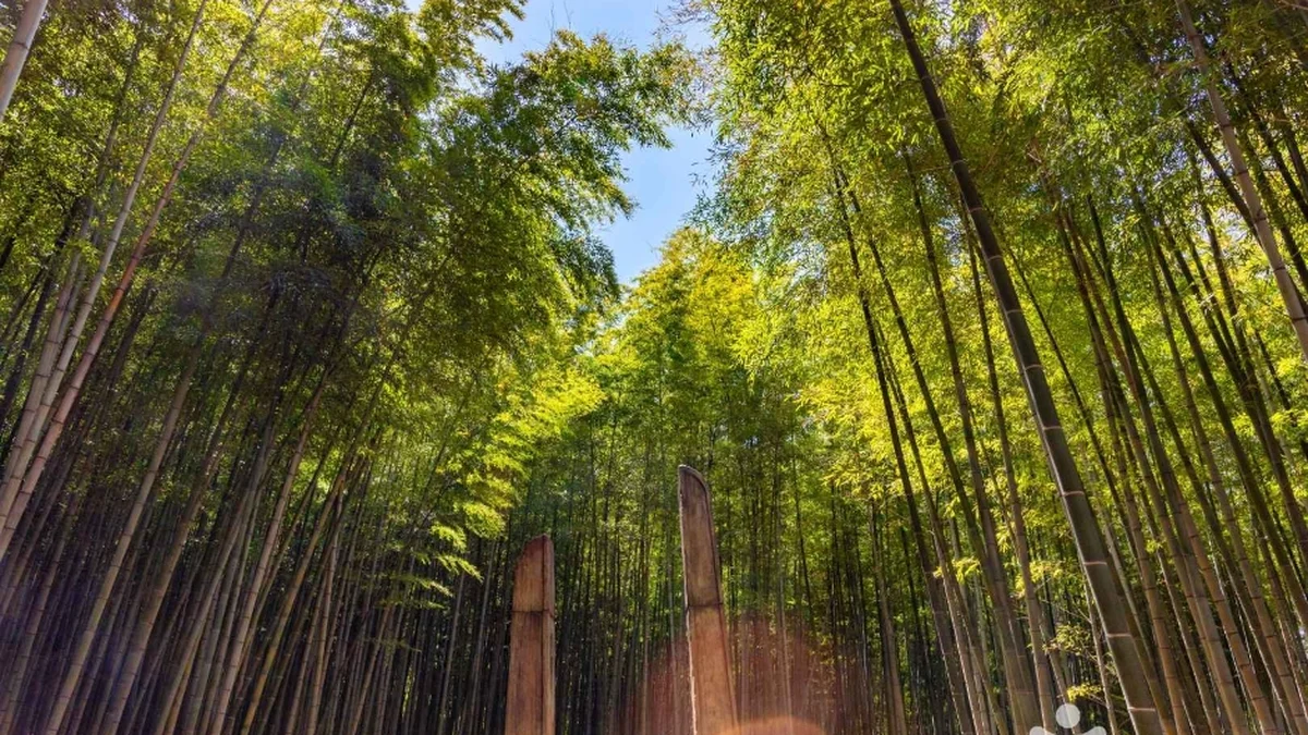 아홉산숲