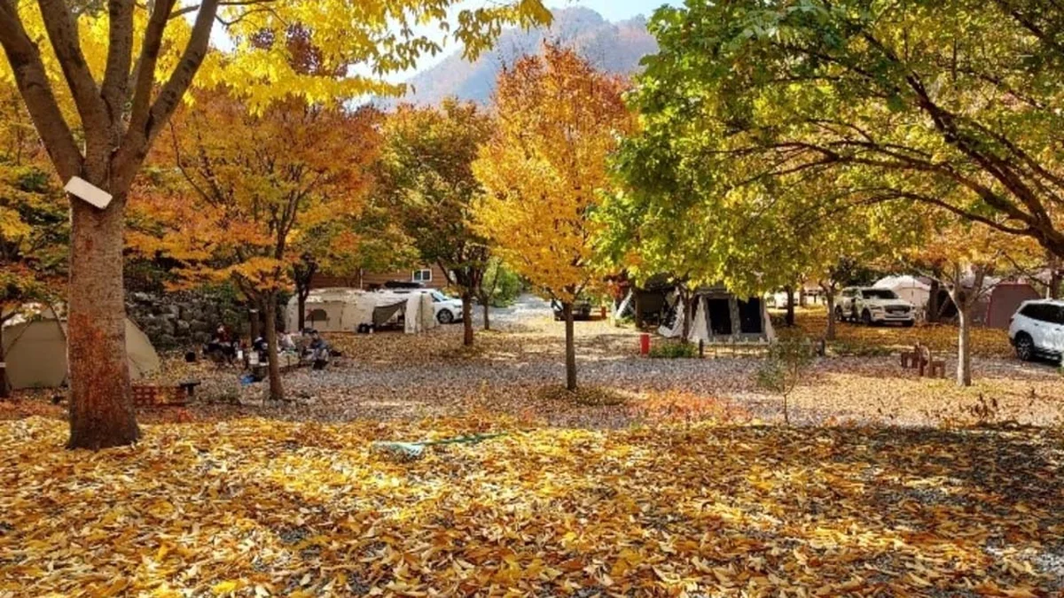 횡성산울림오토캠핑장