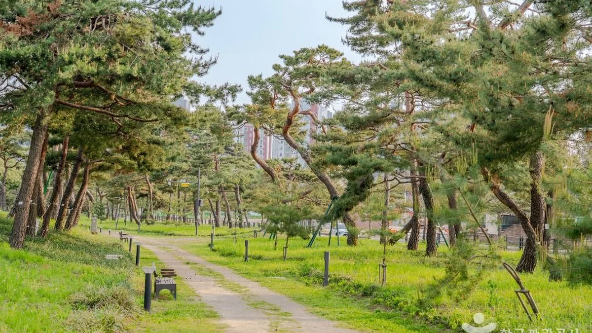 노송지대