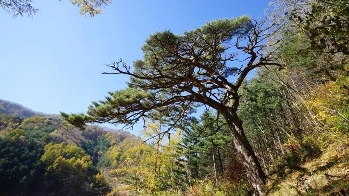 사내골소나무