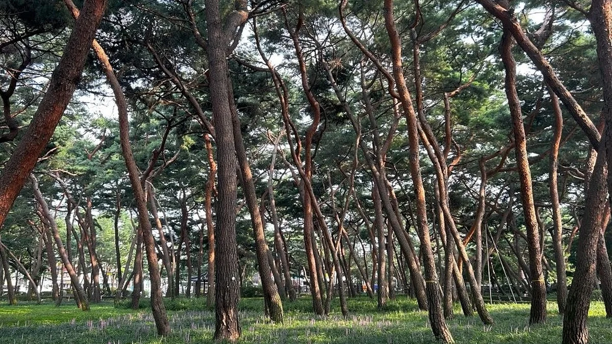 솔밭근린공원