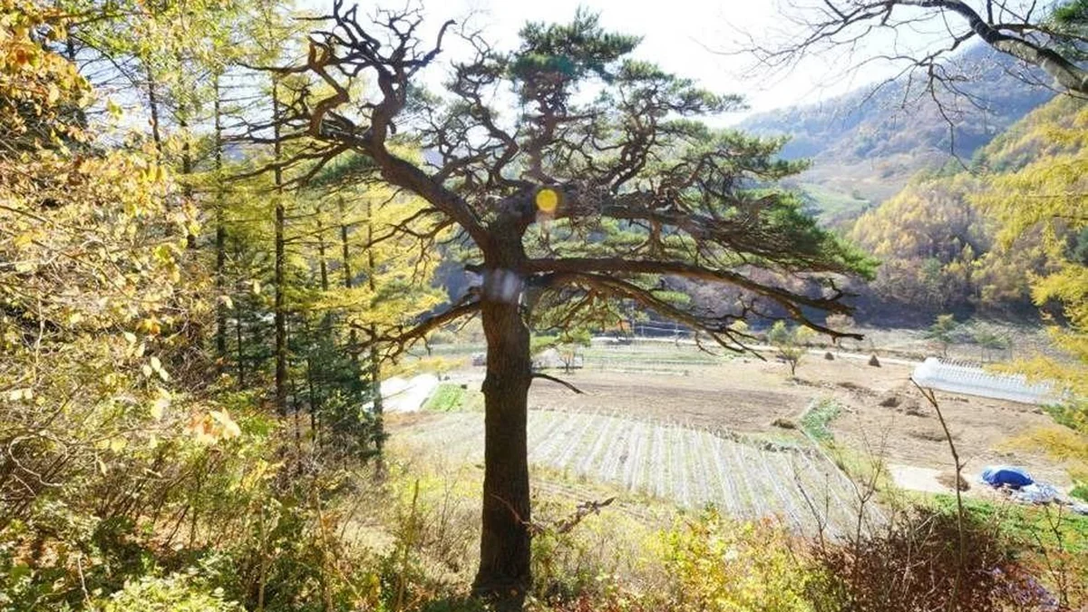 사내골소나무